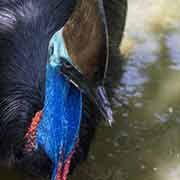 Cassowary, Port Douglas Wildlife Habitat