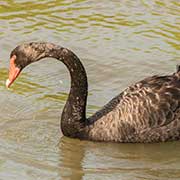 Black swan, Herdsman Lake
