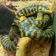 Black-headed Python, Exmouth