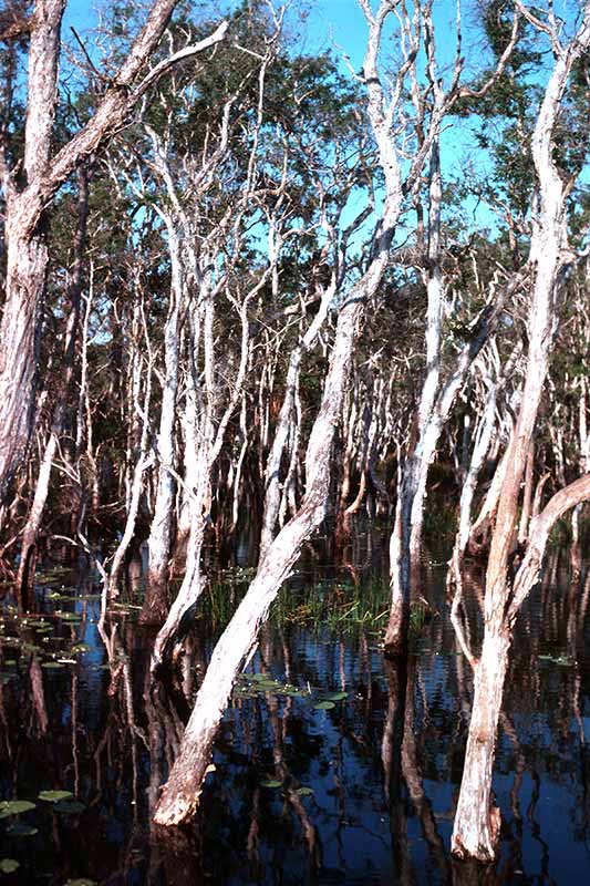 Paperbark trees