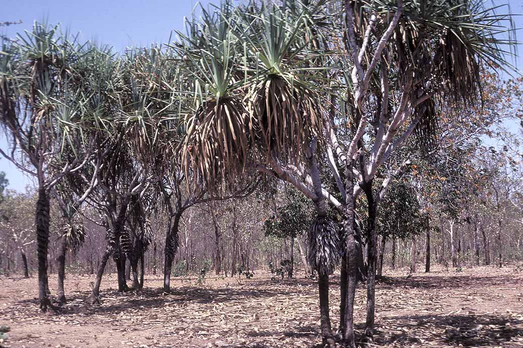 Pandanus, Momob