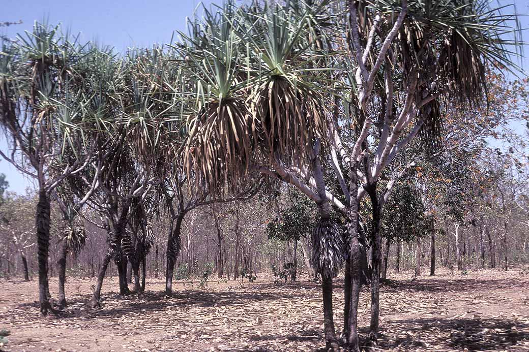 Pandanus, Momob