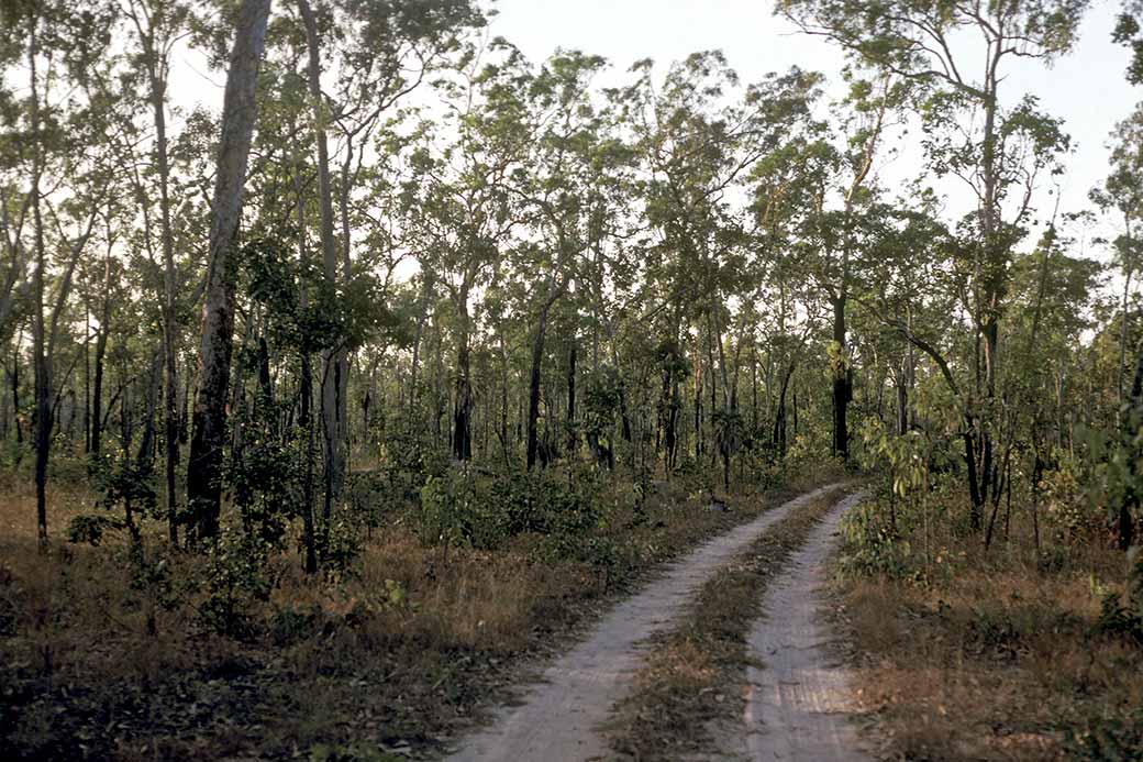 Bush track