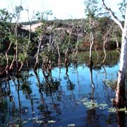 Billabong, Elcho Island