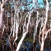 Paperbark trees