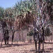 Pandanus, Momob