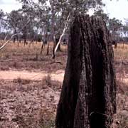 Termite mound