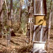 Funerary poles