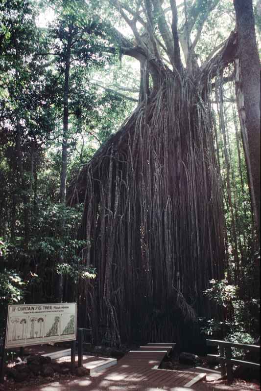 Curtain Fig Tree