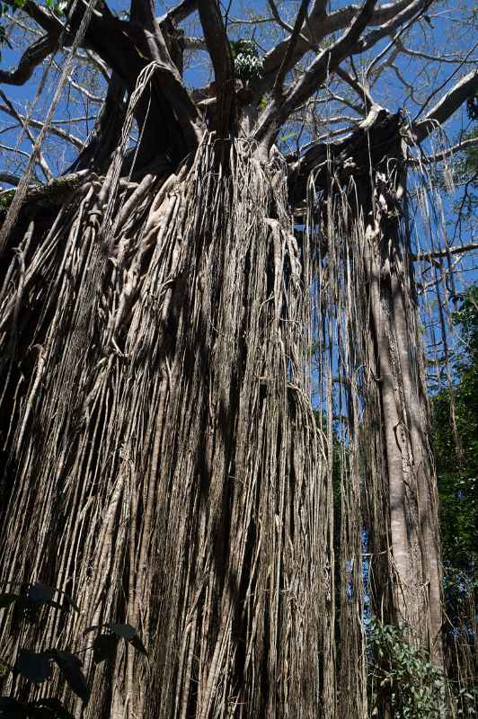 Curtain Fig Tree