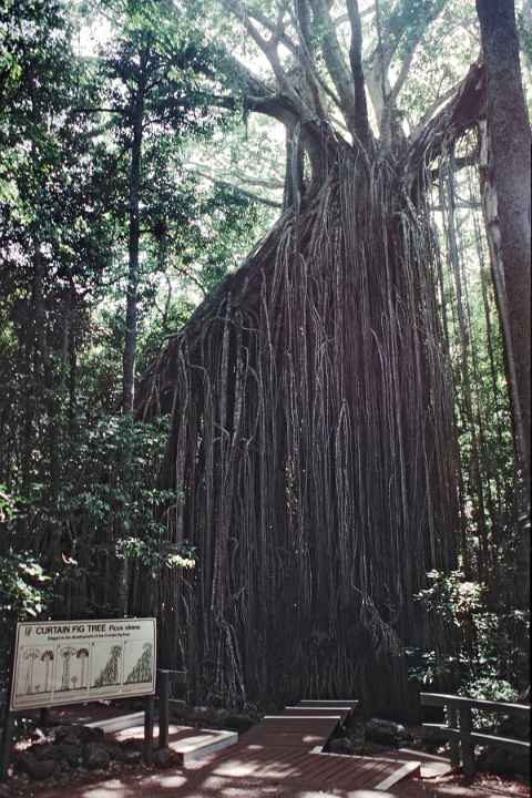 Curtain Fig Tree