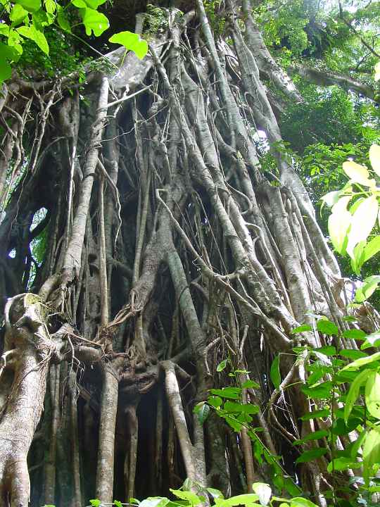 Aerial roots