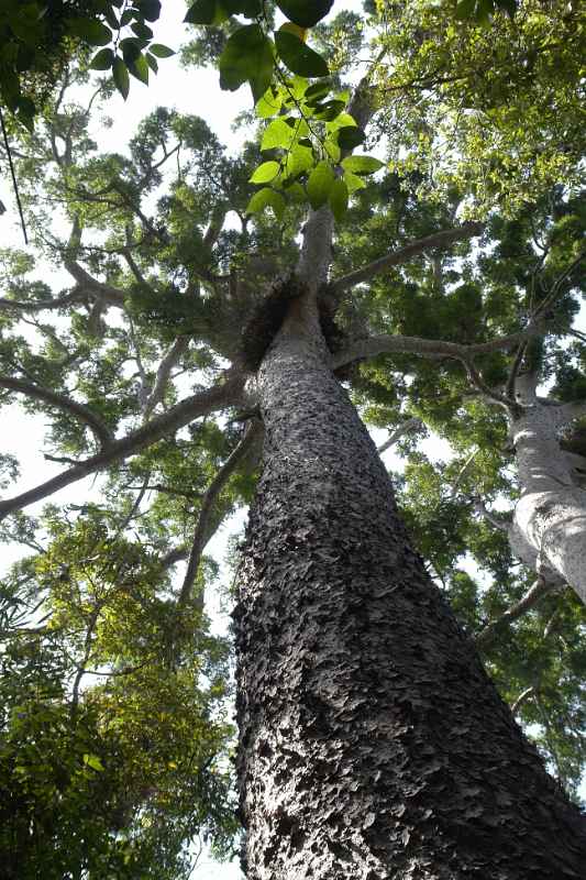 Bull kauri pine