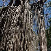 Curtain Fig Tree