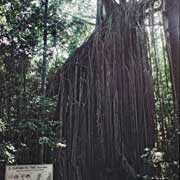 Curtain Fig Tree