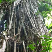 Aerial roots