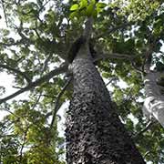 Bull kauri pine