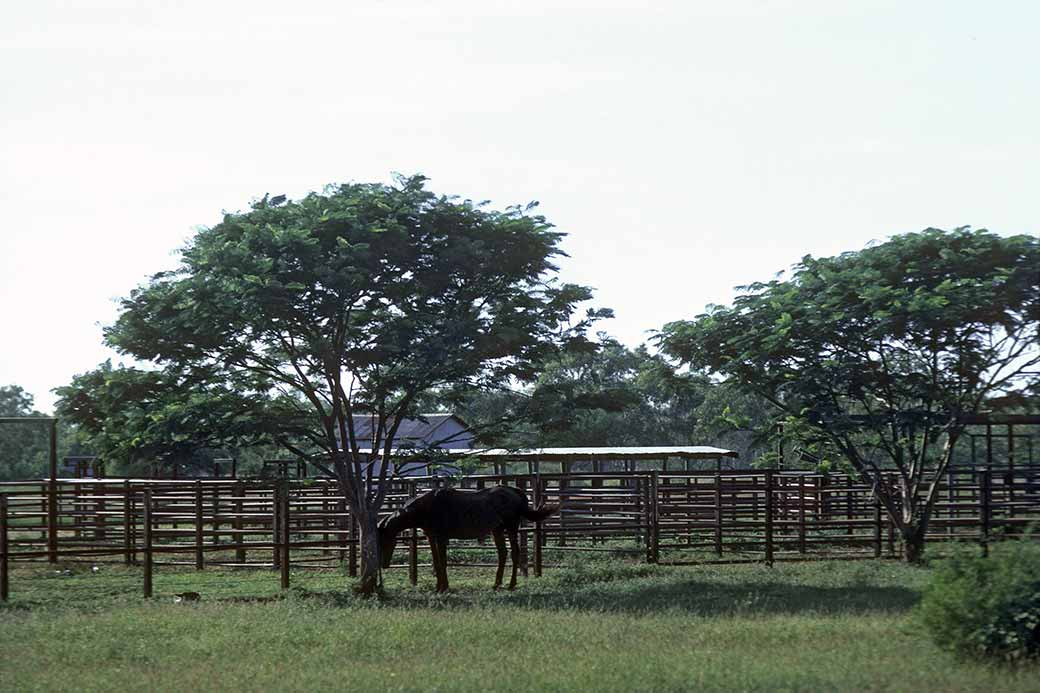 Stockyard, Banka Banka