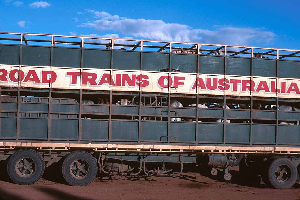 Cattle transport