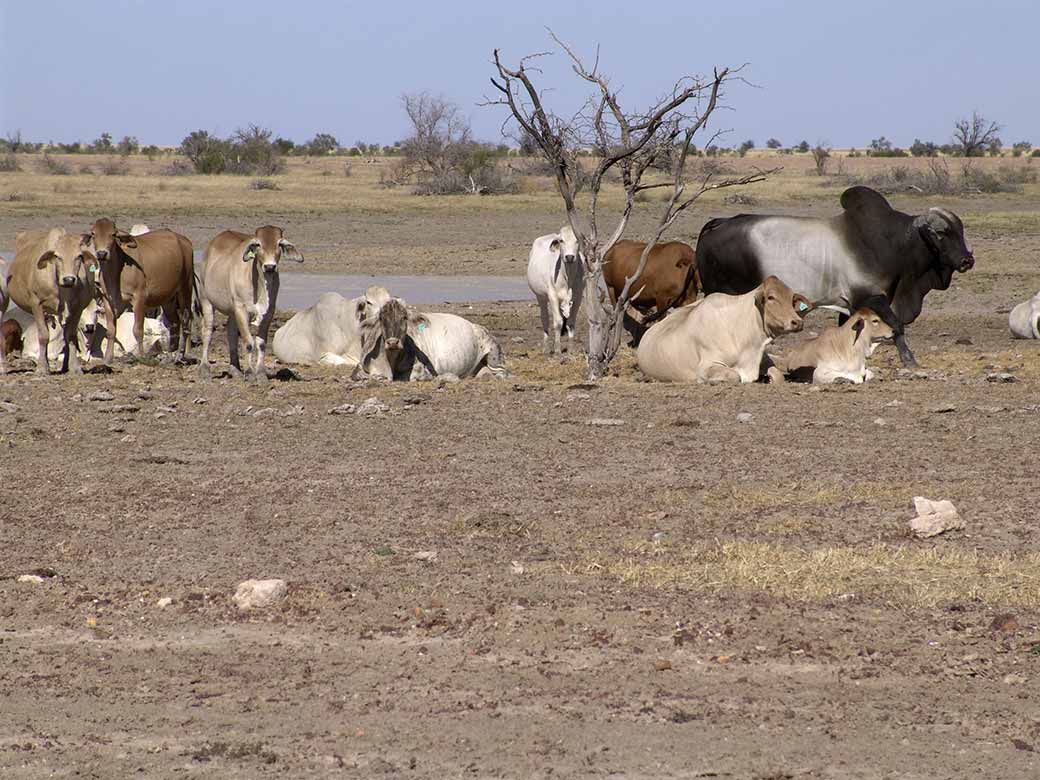 Cattle, Playford River