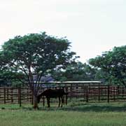 Stockyard, Banka Banka