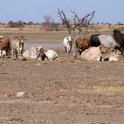 Cattle, Playford River