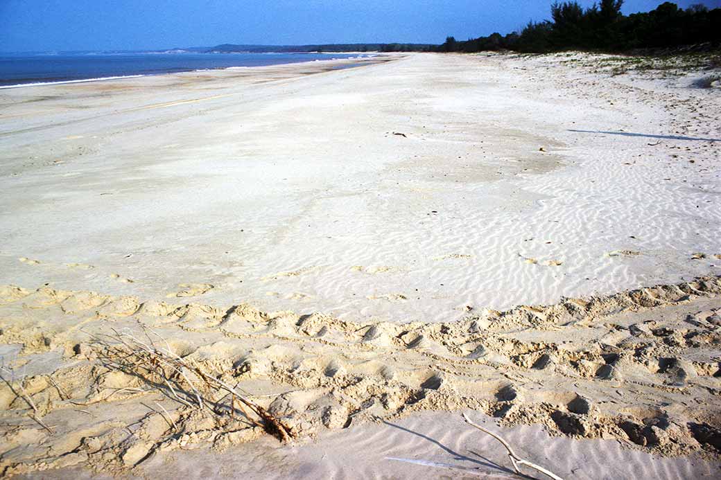 Turtle tracks, Artiwini