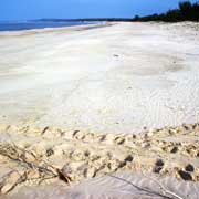 Turtle tracks, Artiwini