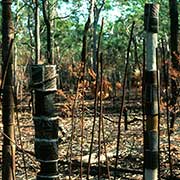 Bush grave