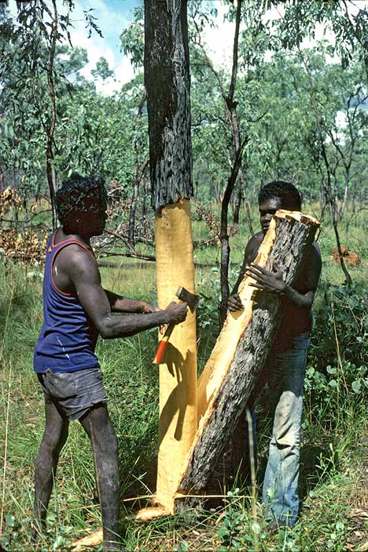 Taking bark for painting