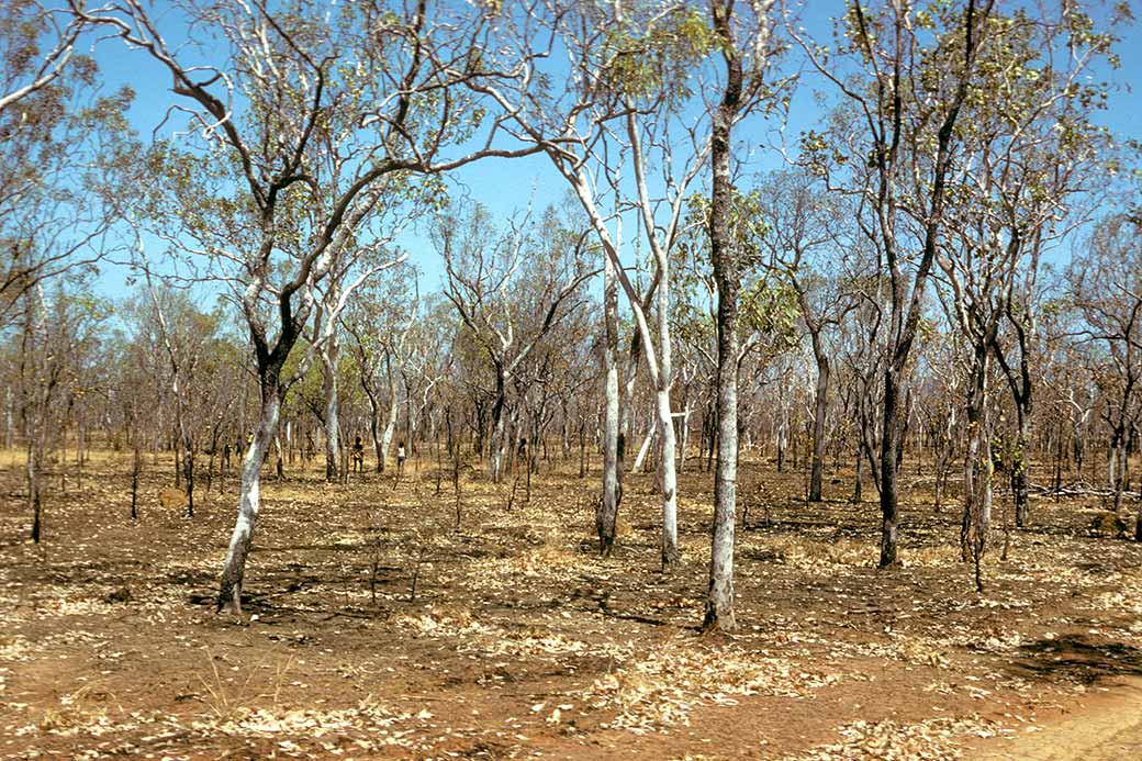 Bush near Manyallaluk