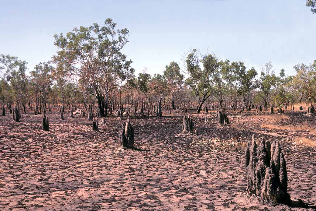 After a bushfire