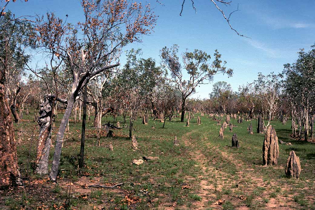 Bush track