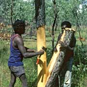 Taking bark for painting