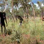 Collecting bark