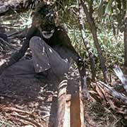 Curing bark