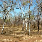 Bush near Manyallaluk