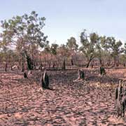 After a bushfire