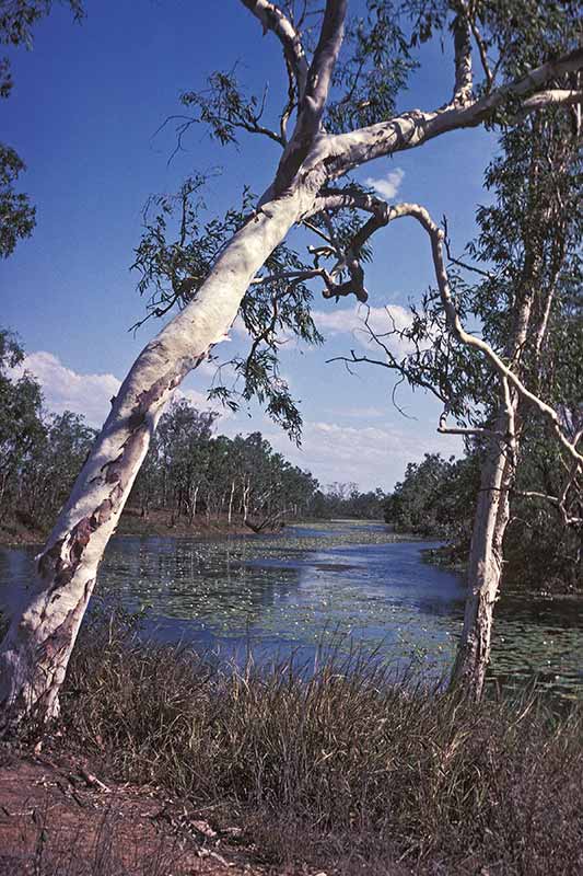 Snake Lagoon