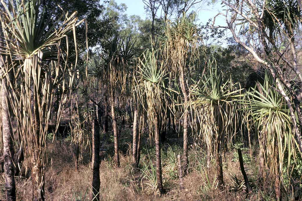 Palms at Malandari