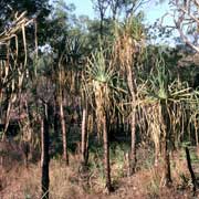 Palms at Malandari