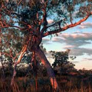 Near Borroloola