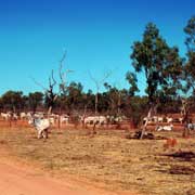 McArthur River Station