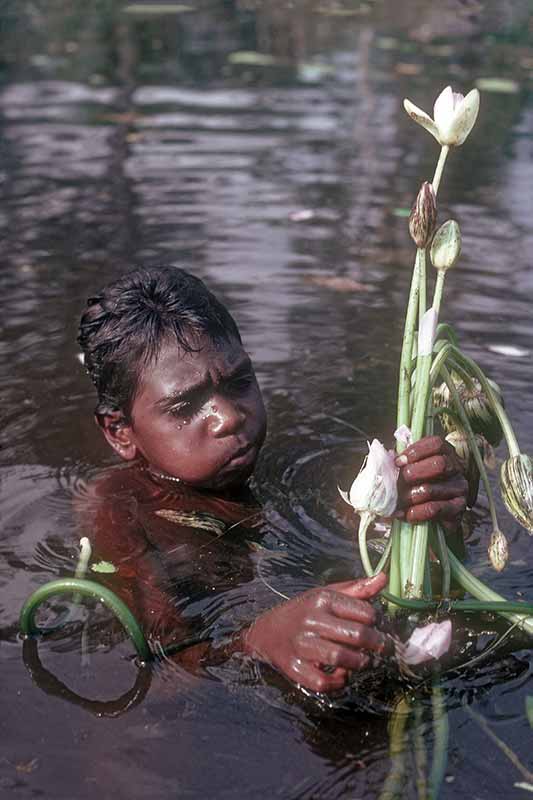 Collecting waterlily stems