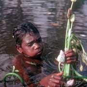 Collecting waterlily stems