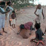 Collecting turtle eggs