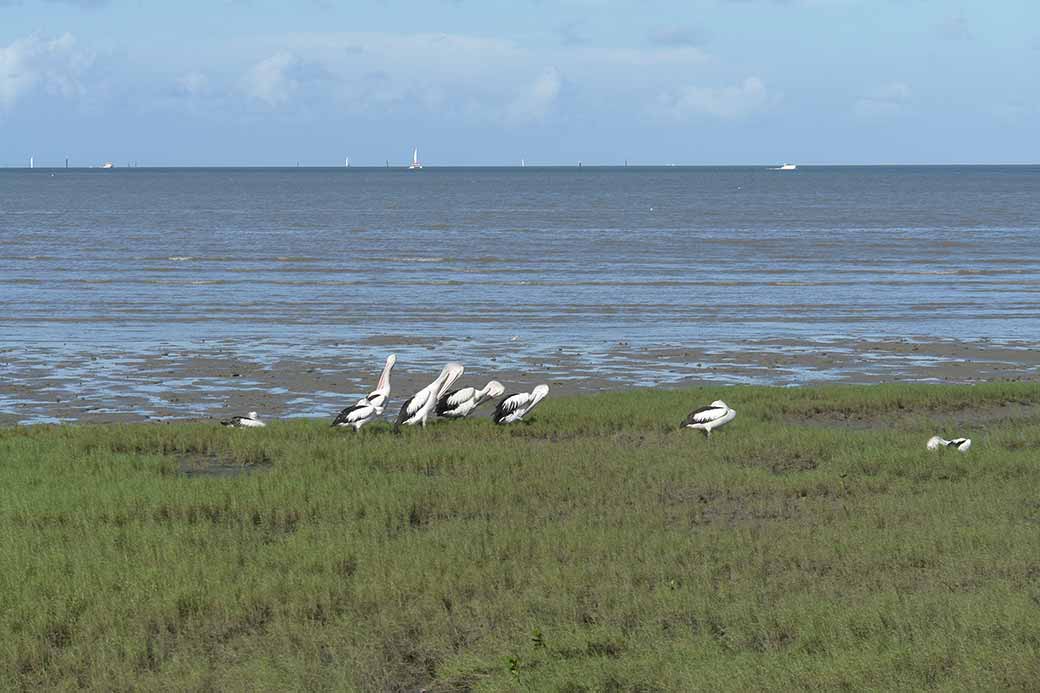 Pelicans along Esplanade