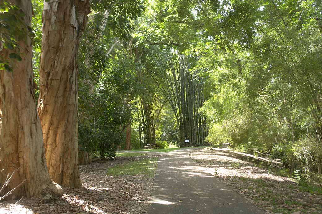 Park and bamboo