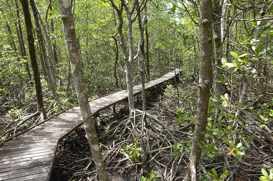 Boardwalk, mangroves