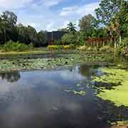 Freshwater Lake, Cairns